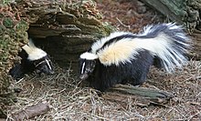 Striped Skunk.jpg