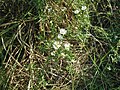 Heath aster (Aster ericoides)