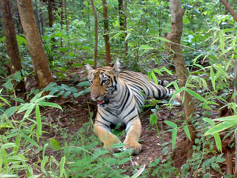 File:Tiger at Tadoba.jpg