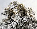 Tree in Kolkata, West Bengal, India.