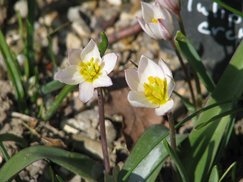 File:Tulipa cretica.jpg