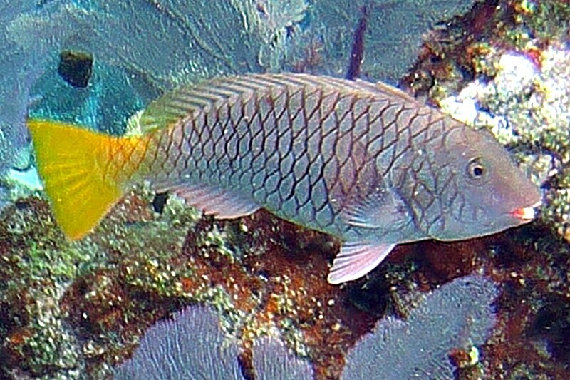 File:Yellowtail Parrotfish JG.jpg