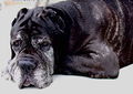 Neapolitan Mastiff