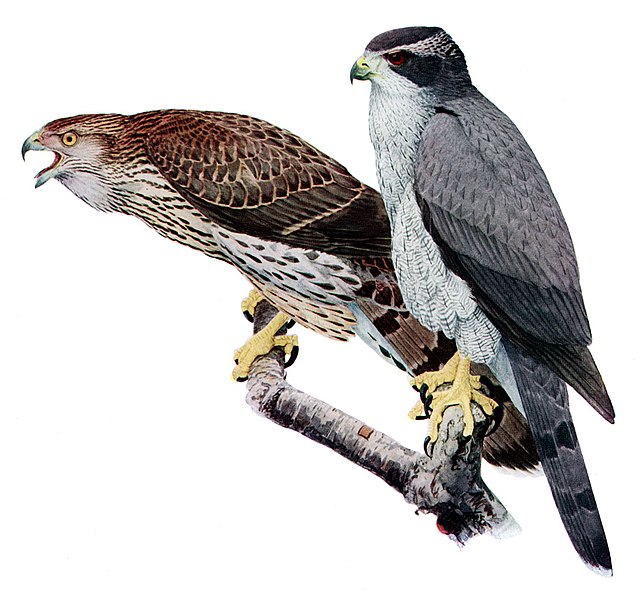 Archivo:Accipiter gentilisAAP045CA.jpg