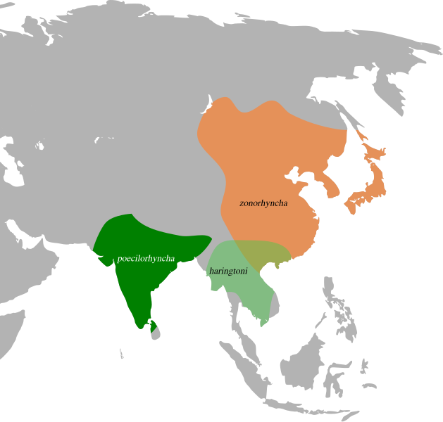 File:Anas poecilorhyncha map.svg