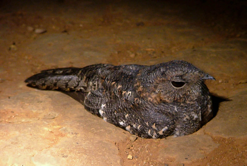 File:Band-winged Nightjar (Caprimulgus longirostris).jpg