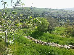 Pastoral view of Baraashit