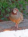 Barbary partridge, Gibraltar