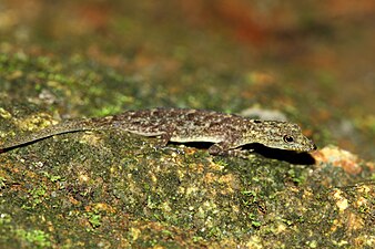 Lateral view