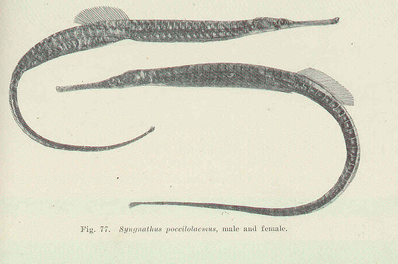 File:FMIB 45586 Syngnathus poecilolaemus.jpeg