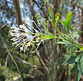 Miniatura para Grevillea manglesii