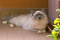 Symmetrical gloves of a Birman, colour blue-point