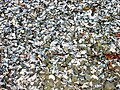 Blue Mussels on a beach in Iceland