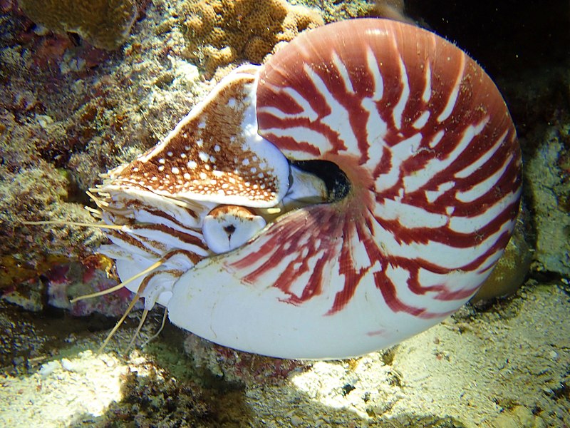 File:Nautilus vanuatuensis.jpg