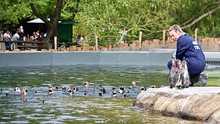 Humboldt penguins (Spheniscus humboldti) with a zookeeper.