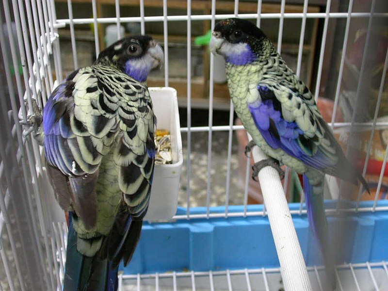 File:Platycercus venustus -two captive-6a.jpg