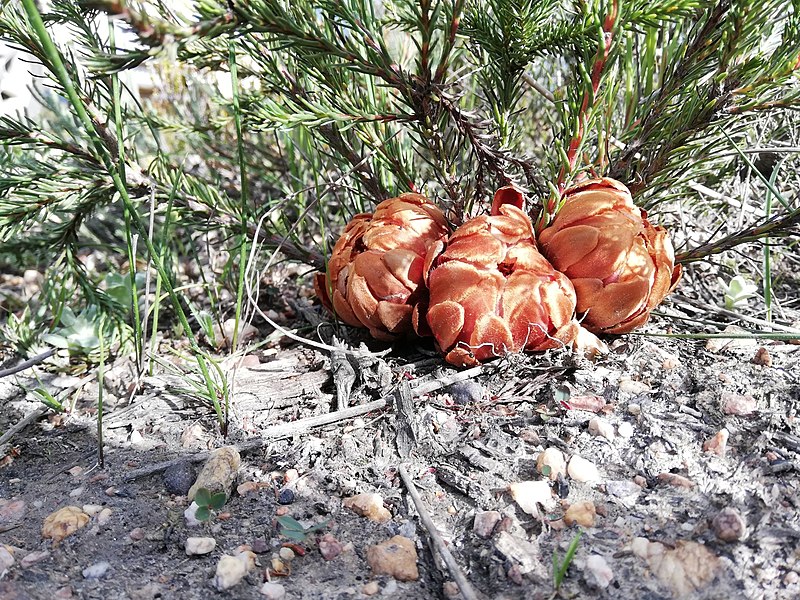 Файл:Protea subulifolia 47445986.jpg