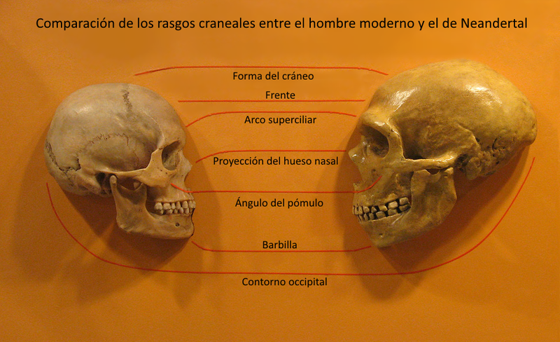 Archivo:Sapiens neanderthal comparison ES.png