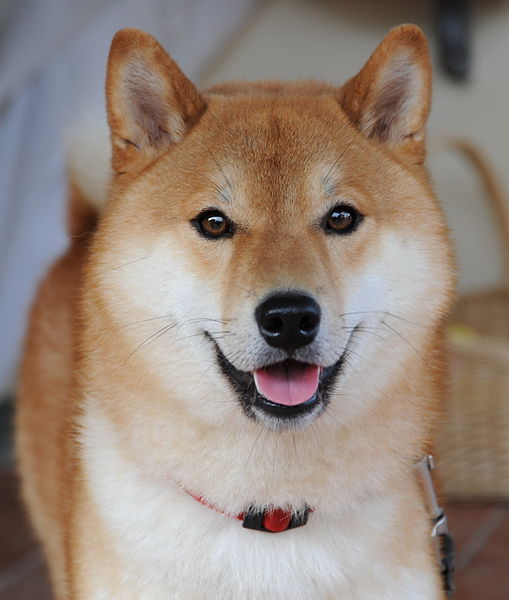 Файл:Shiba inu taiki.jpg