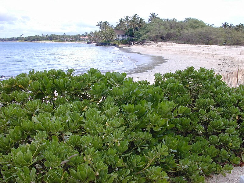 File:Starr 011104-0052 Scaevola taccada.jpg