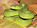 Thumbnail for Trimeresurus insularis