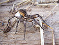 Wolf spider carrying her egg sac.