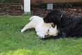 Image 24A labradoodle puppy and a Golden Retriever puppy playing together (from Puppy)