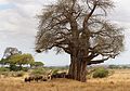 Adansonia digitata, Tarangire National Park in Tanzania