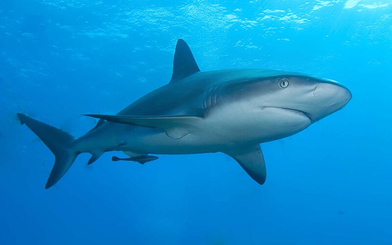 Файл:Caribbean reef shark.jpg