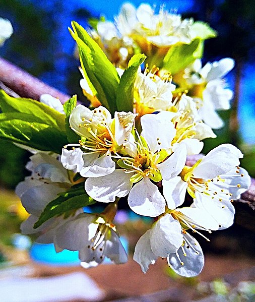 File:Cherry blossoms. Eastern Siberia.jpg