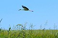 White Stork