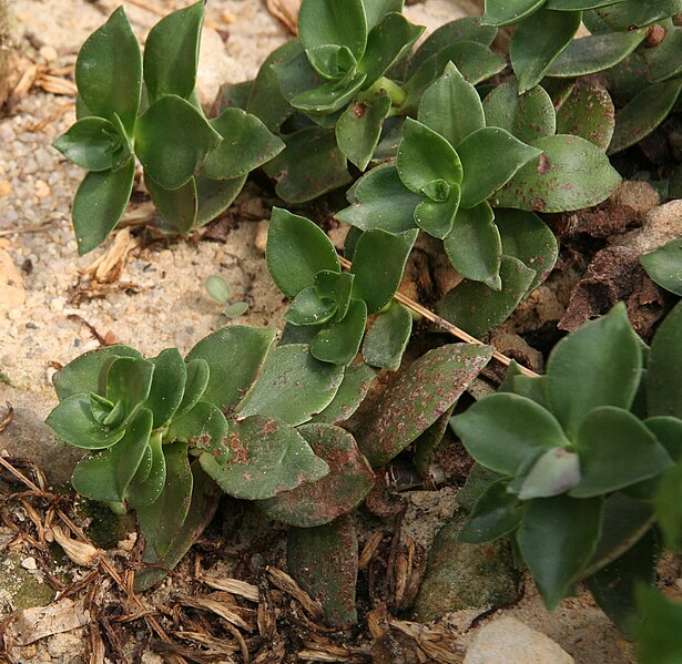 Файл:Crassula liebuschiana 01.jpg