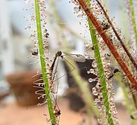 Mosca grulla (Limonia), atrapada por Drosera filiformis