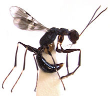 Dryinus koebelei female.jpg