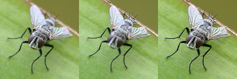 Focus stacking, by Muhammad Mahdi Karim