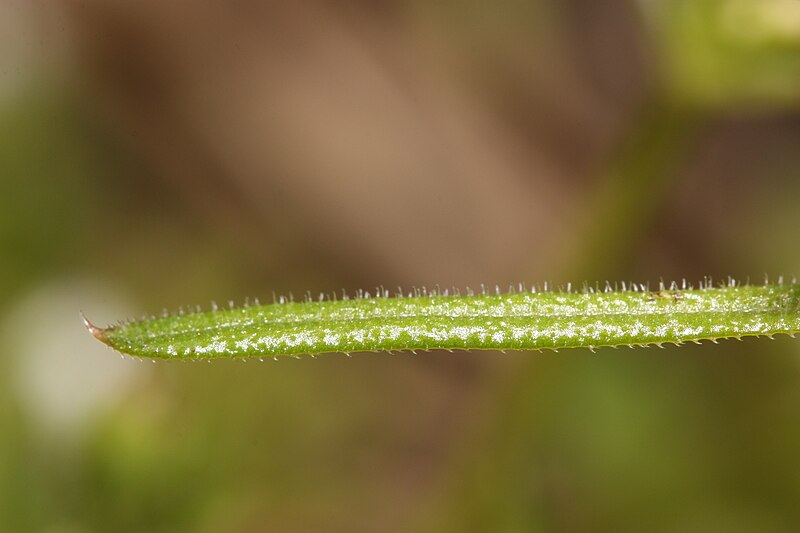 File:Galium aparine 3769.JPG