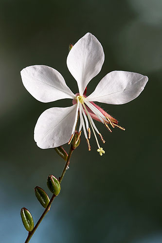 Цветок Gaura lindheimeri