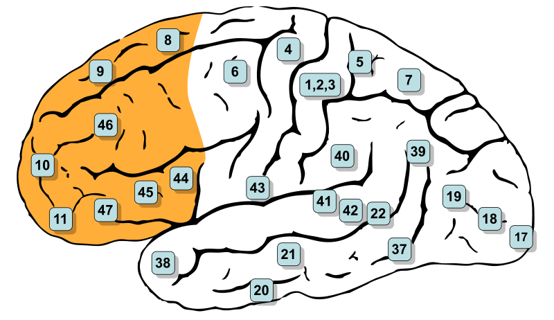 File:Gray726-Brodman-prefrontal.svg