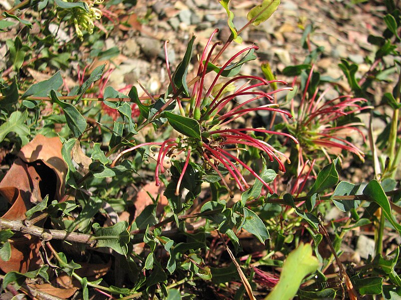 Archivo:Grevillea maccutcheonii.JPG