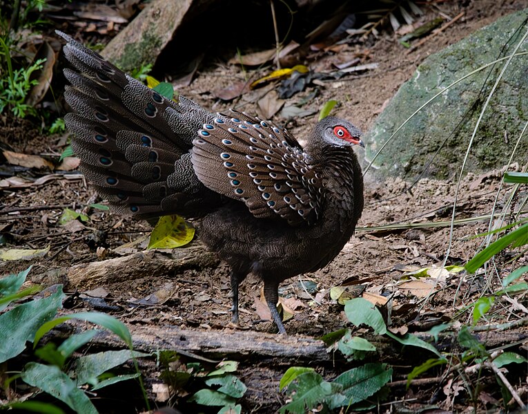 File:Hainan Peacock Pheasant.jpg