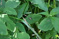 Harvestmen, Leiobunum vittatum