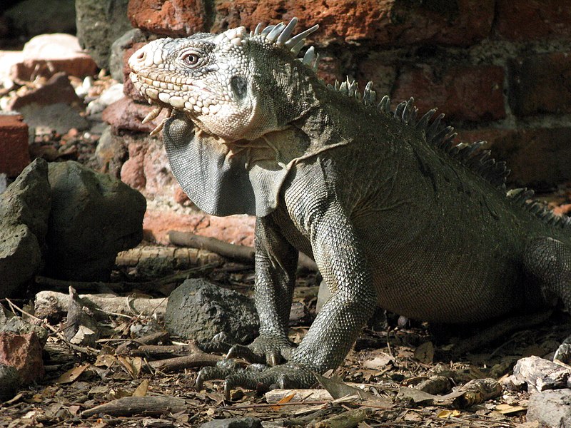 File:Iguana delicatissima au sol.JPG