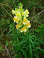 Linaria vulgaris (Common Toadflax)