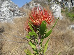 L. saxosum