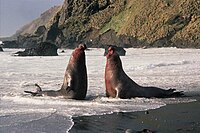 Bull Elephant seal fighting