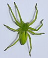 The green huntsman spider is green due to the presence of bilin pigments in the spider's hemolymph (circulatory system fluids) and tissue fluids.[38] It hunts insects in green vegetation, where it is well camouflaged.