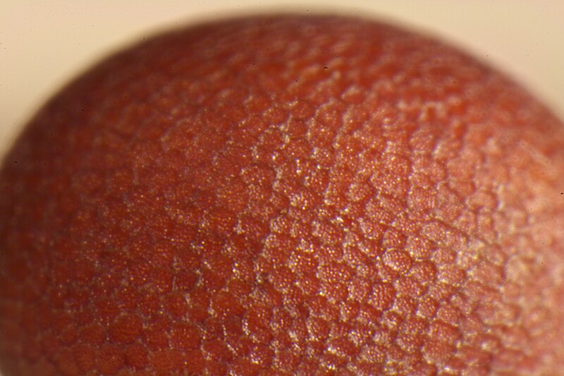 File:Mustard seed closeup.jpg