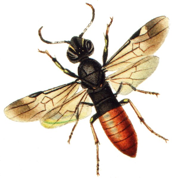 File:Orussus coronatus.jpg