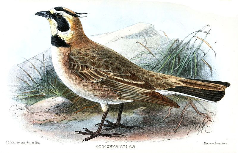 File:OtocorysAtlasKeulemans.jpg