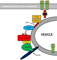 Picture showing PSD4–ARL14/ARF7–MYO1E Pathway.